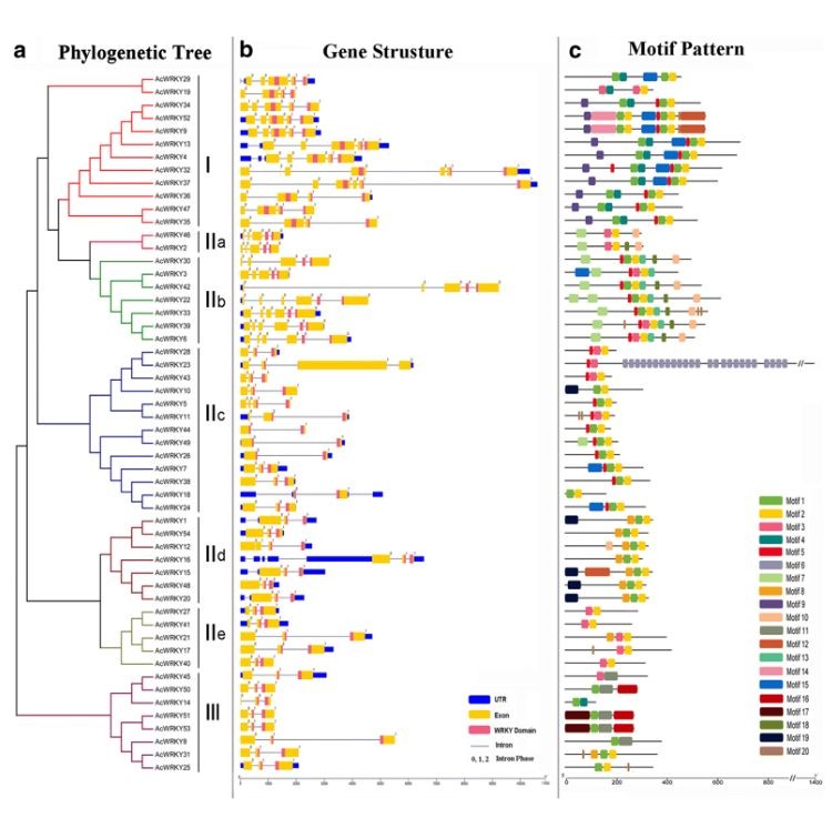 绘制了进化树,基因的外显子和内含子位置信息,以及基因序列上的motif