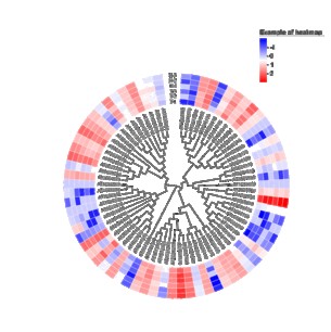 进化树基因表达热图二合一靓图绘制教程